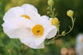 California tree poppy Romneya coulteri white flowers with yellow stamen Royalty Free Stock Photo